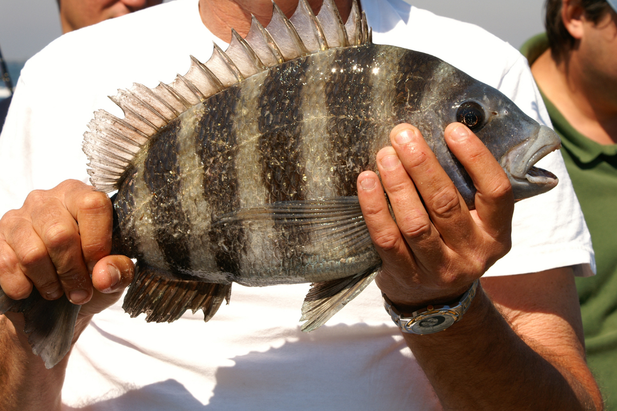 Sheepshead fishing